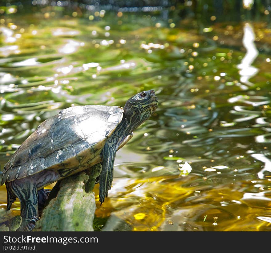 Close up photo image of a slider turtle sunning with copy space.