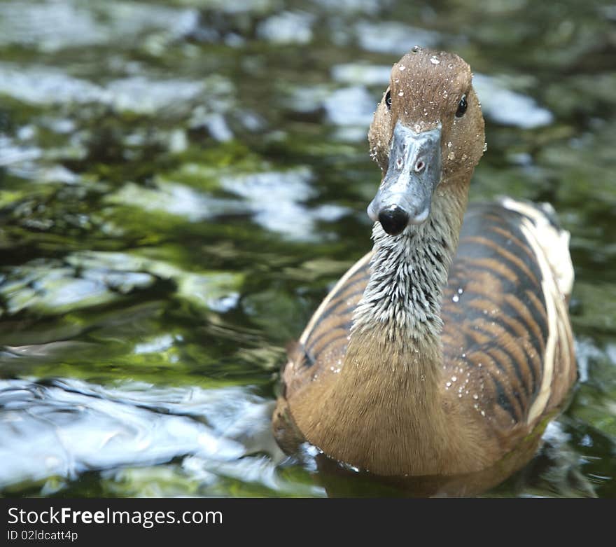 Photo image of a brown duck dripping with water droplets. Photo image of a brown duck dripping with water droplets