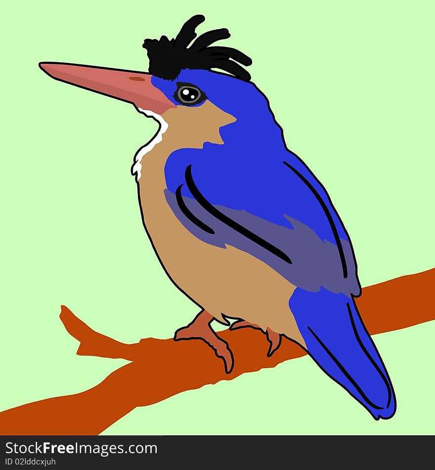 Vector colored illustration of kingfisher