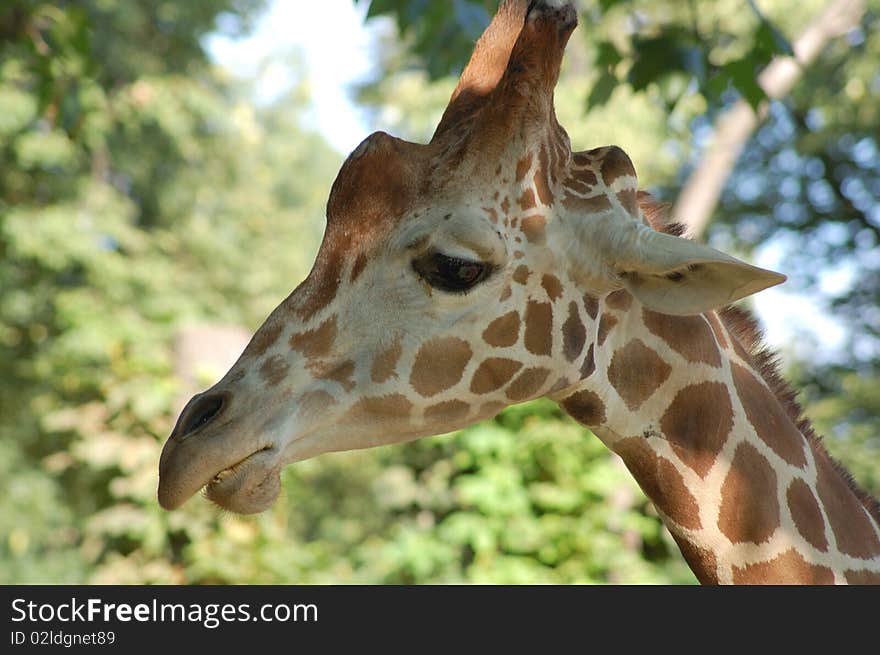 Giraffe head on greenery background