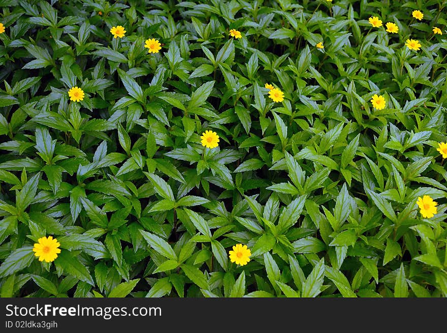 The wild chrysanthemum of wayside. The wild chrysanthemum of wayside