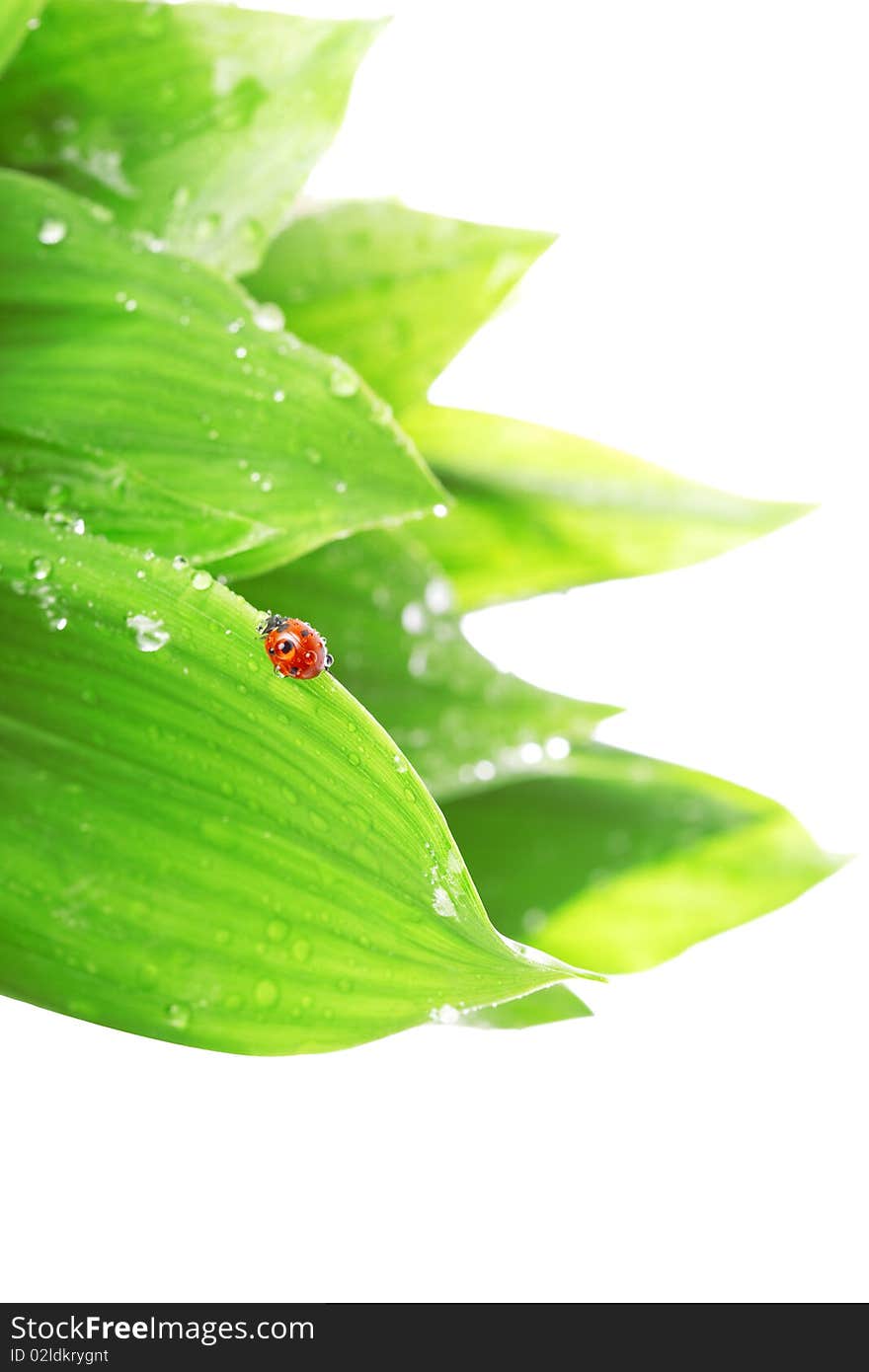 Ladybird sitting on a leaf with drops of water