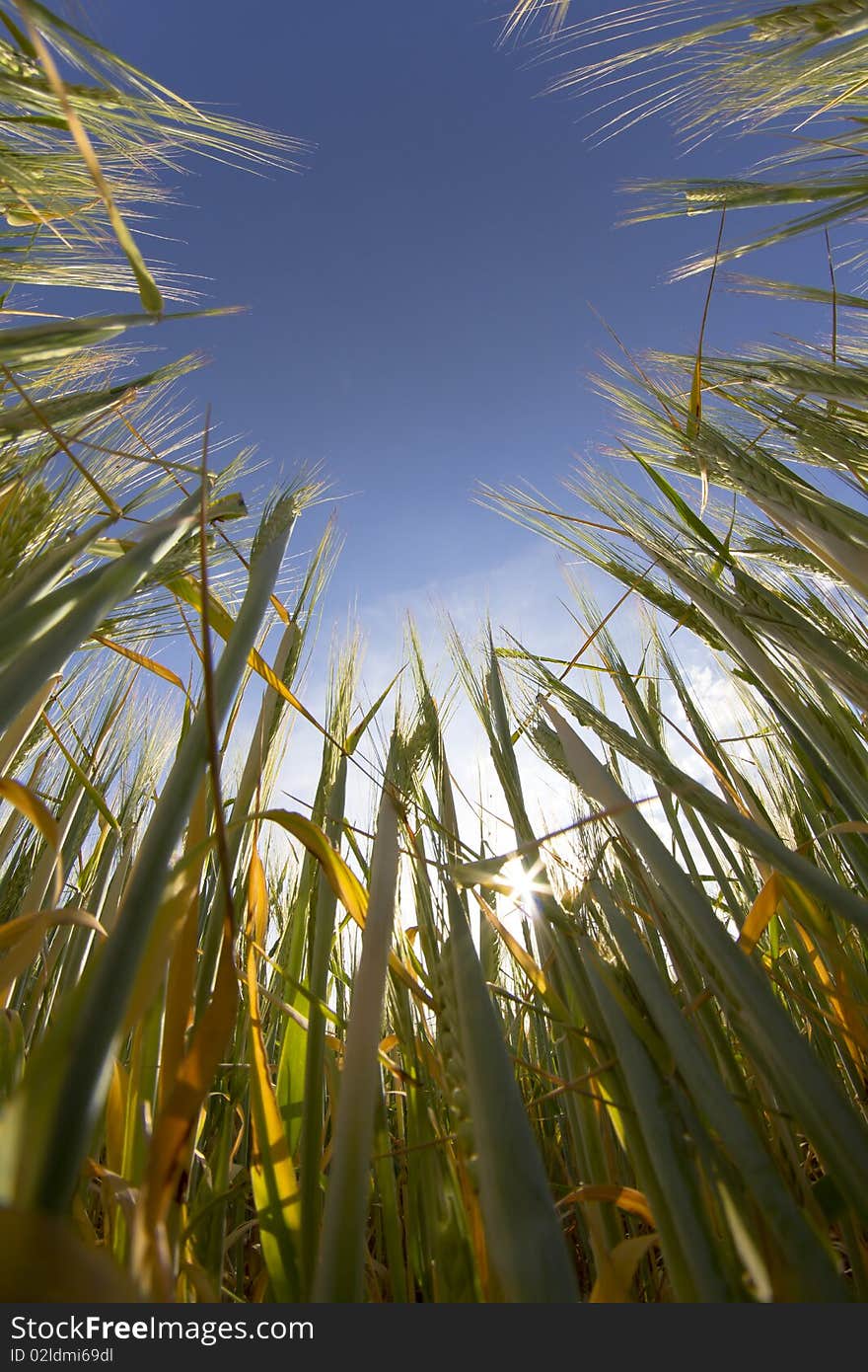 Wheat field, harvest. Golden field and blue sky.