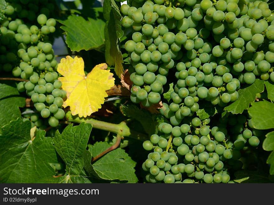 Bunches of grapes on grapevine in vineyard