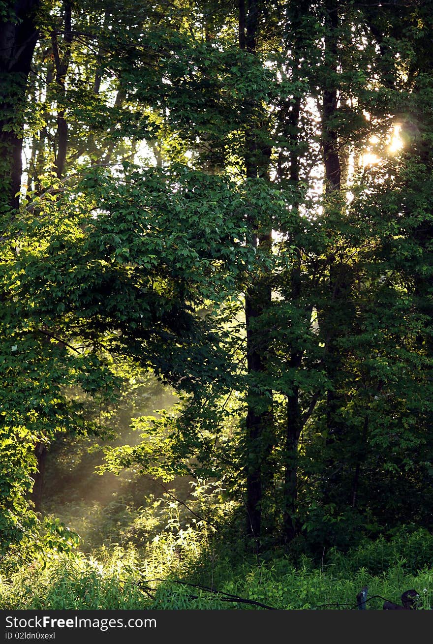 Morning sunlight in forest