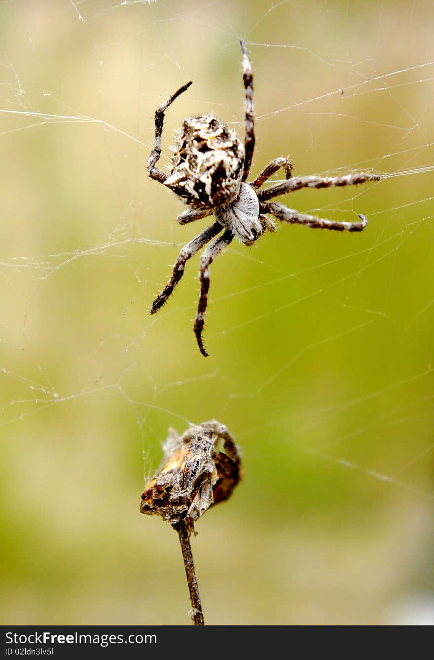 Spider with its prey