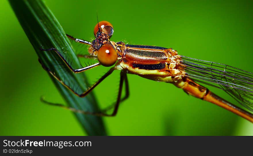 An orange Damselfly perched on a blade of grass.