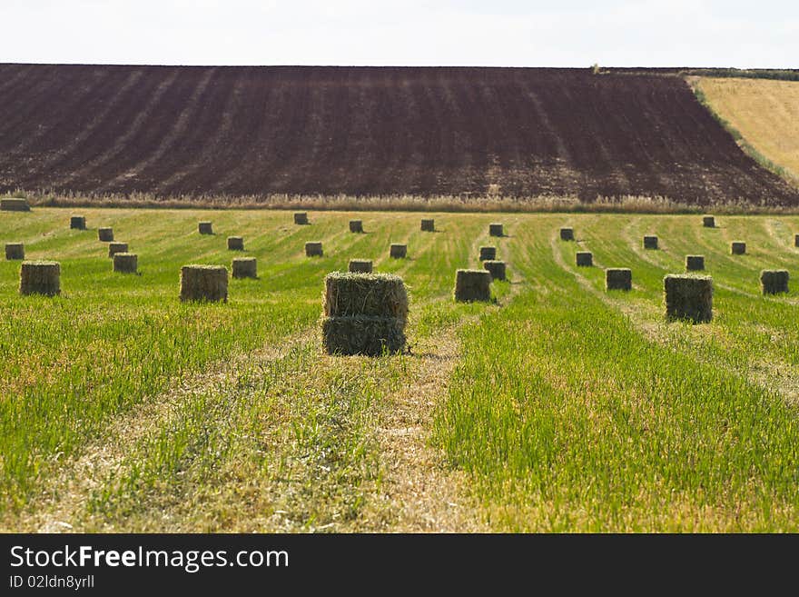 Wheat field, harvest.