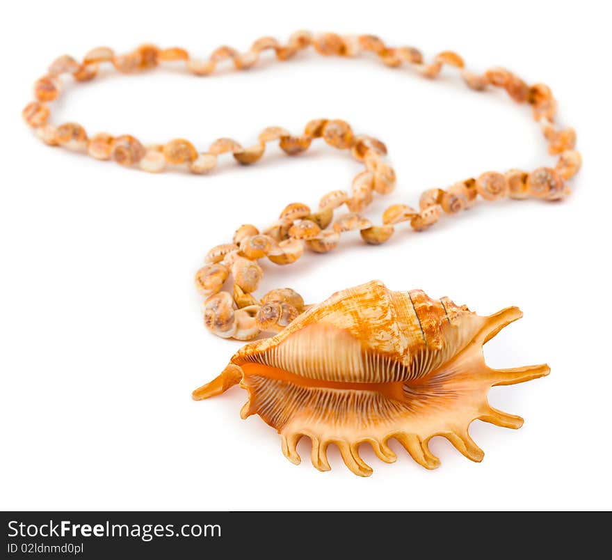 Necklace made of sea shell isolated on white background