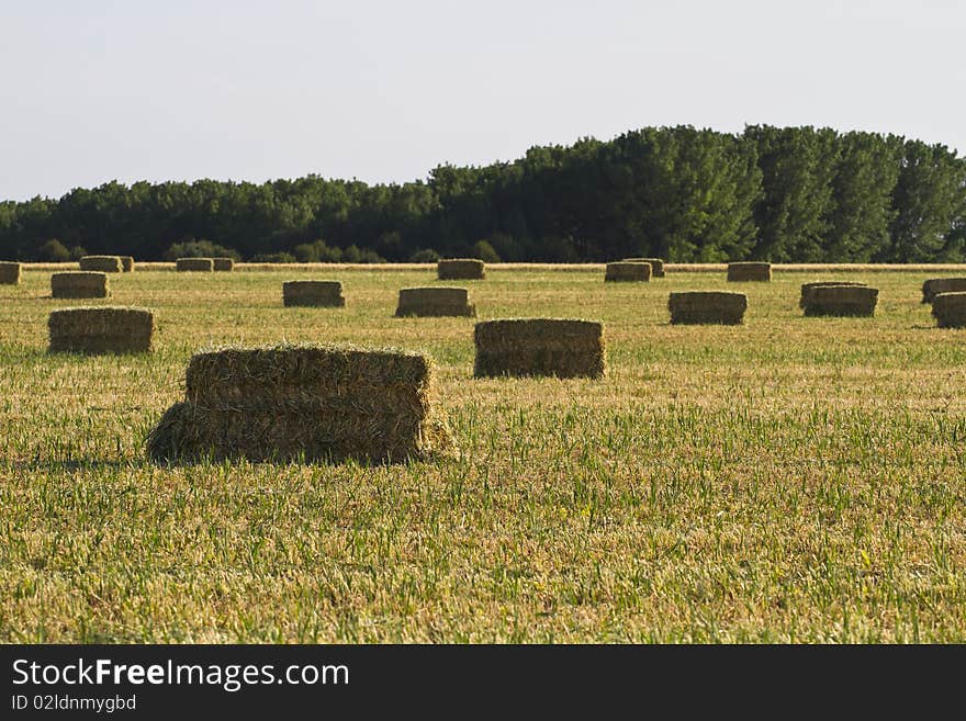 Wheat field, harvest