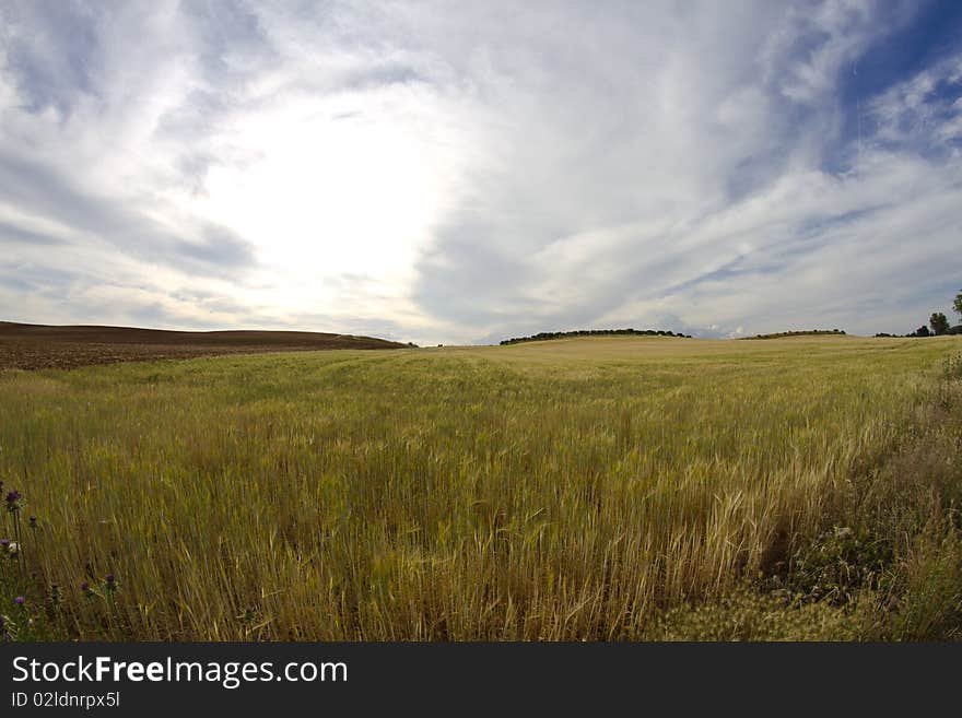 Wheat field, harvest. Golden field and blue sky.