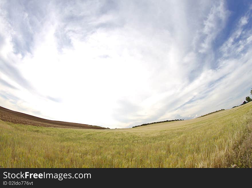 Wheat field, harvest.