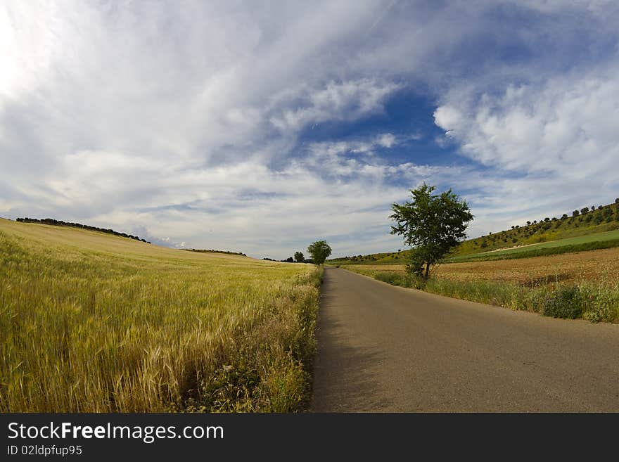 Wheat field, harvest. Golden field and blue sky.