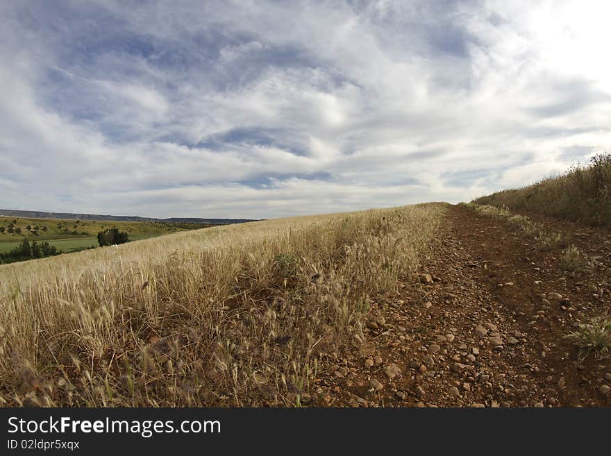 Wheat field, harvest