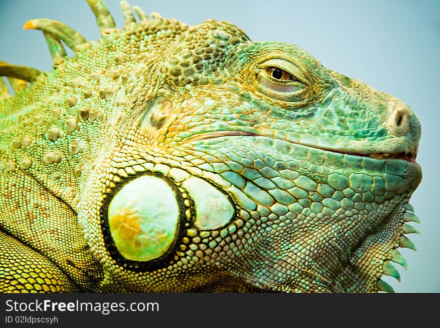 Large green Iguana closeup shot. Large green Iguana closeup shot