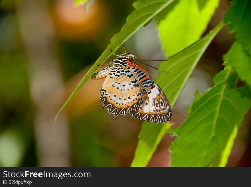 Malaysian Lacewing on leaves in St. Thomas, USVI