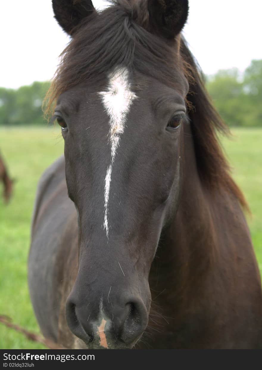 Big black horse in pasture