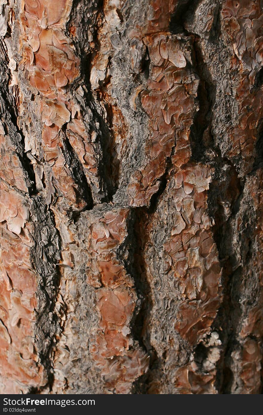 Tree bark