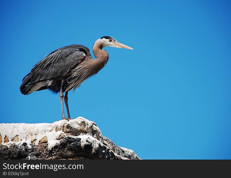 Great blue heron framed by blue sky