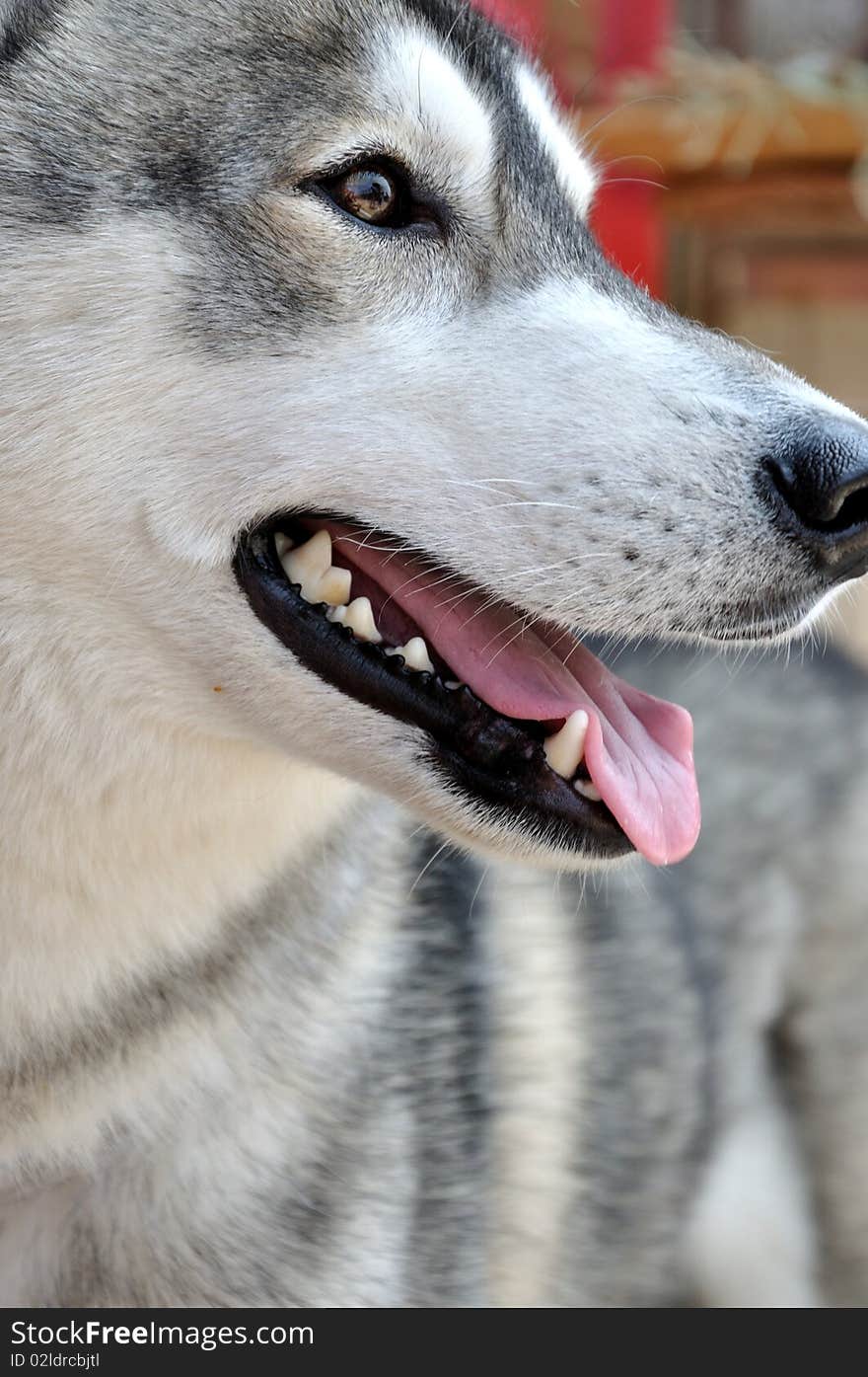 Siberian Husky