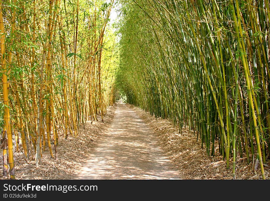 Bamboo laneway and forest walk