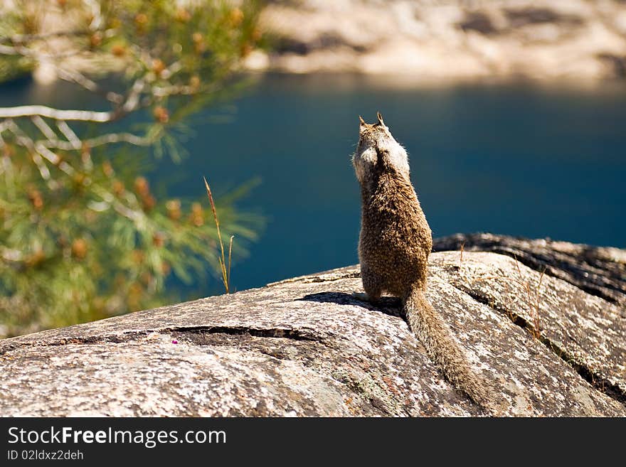 Squirrel looking over Hetch Hetchy reservoir in Yosemite National Park, California. Squirrel looking over Hetch Hetchy reservoir in Yosemite National Park, California.