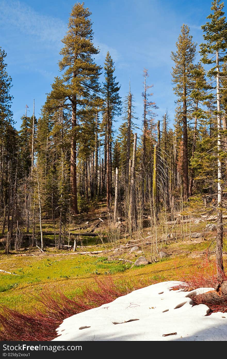 Yosemite Forest