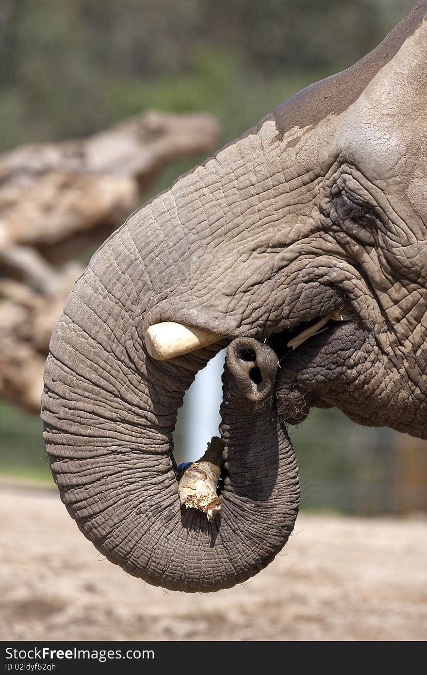 Can you believe it?  This elephant was eating a log!. Can you believe it?  This elephant was eating a log!