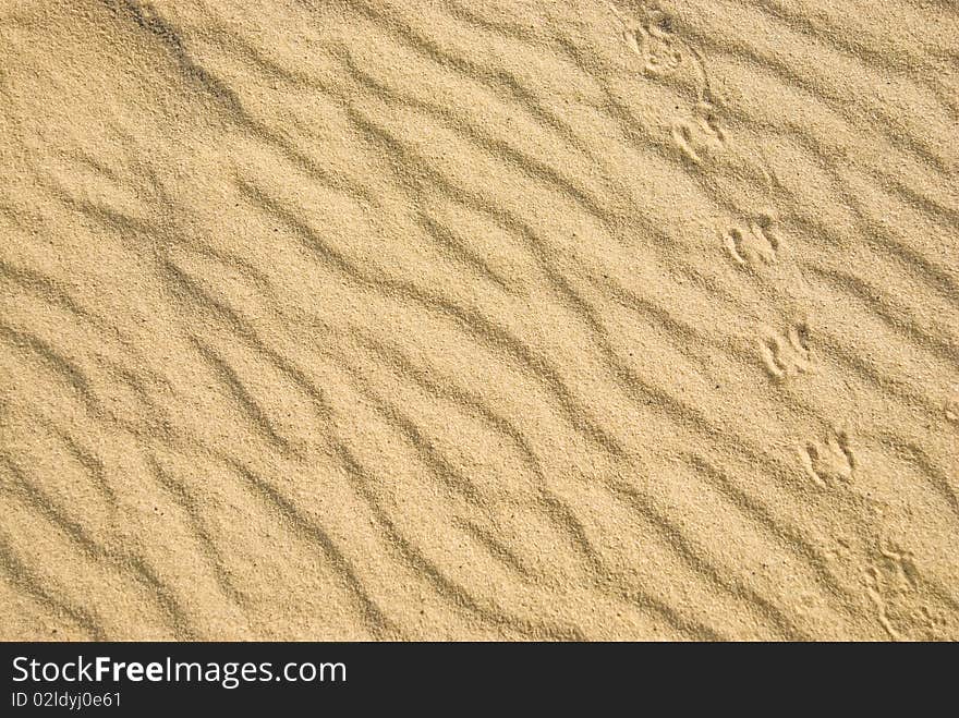 Insect traces on the sand