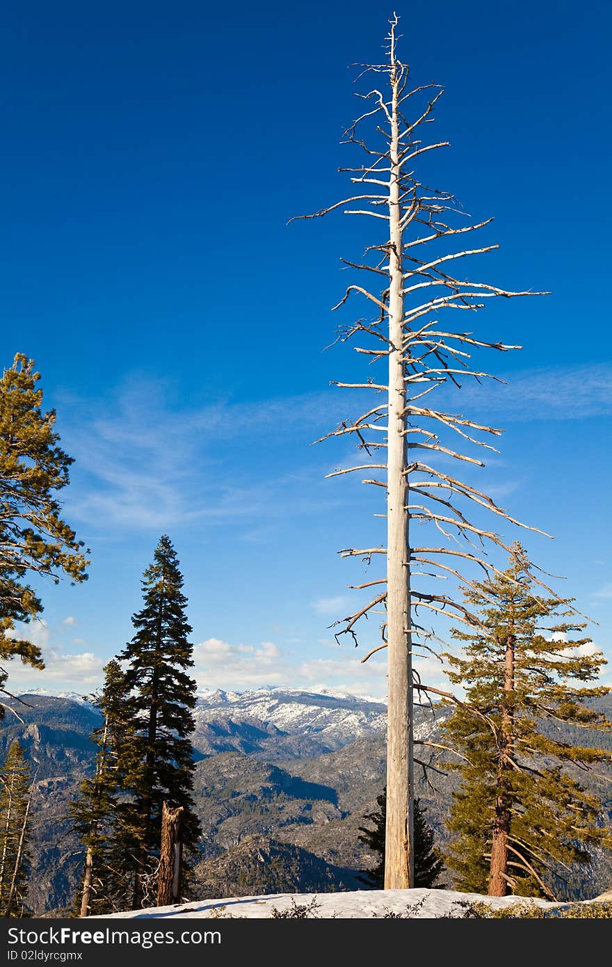 Dead pine at Smith Peak in Yosemite National Park, California. Dead pine at Smith Peak in Yosemite National Park, California.