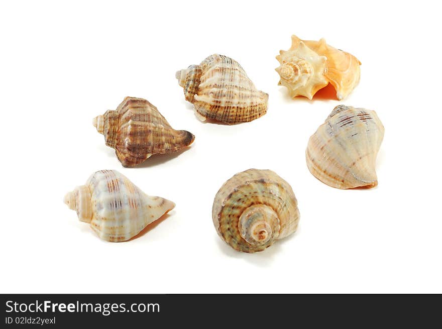 Sea shells isolated on a white background. Sea shells isolated on a white background