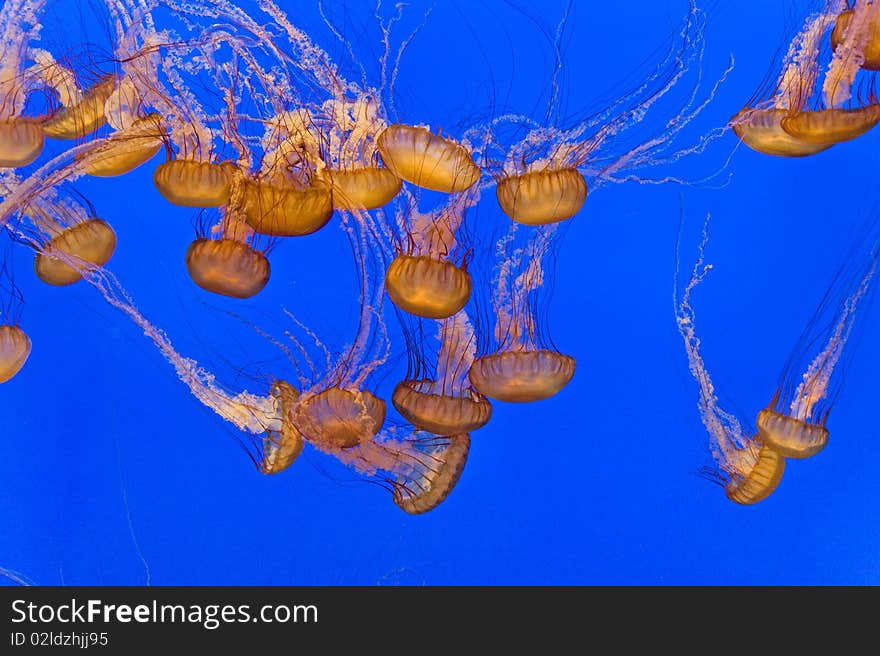 Beautiful Jelly fishes in the aquarium with blue background, Monterrey, California