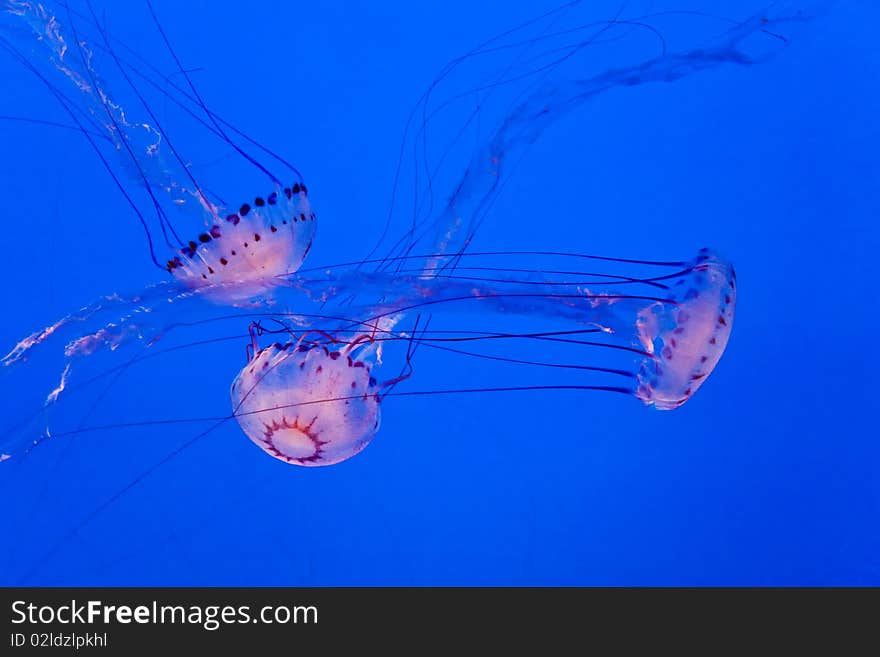 Beautiful Jelly fishes in the ocean aquarium with blue background. Beautiful Jelly fishes in the ocean aquarium with blue background