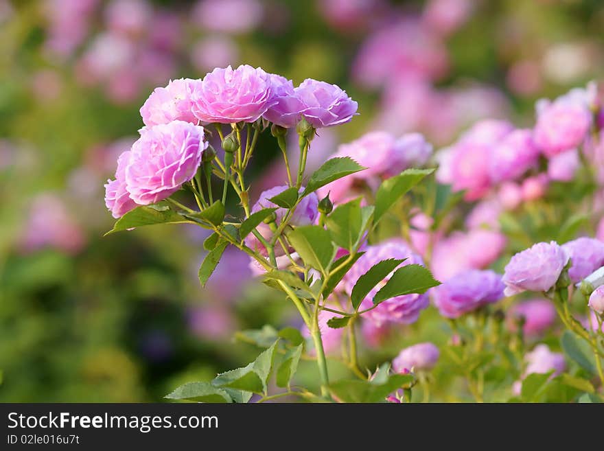 The China roses are blooming.