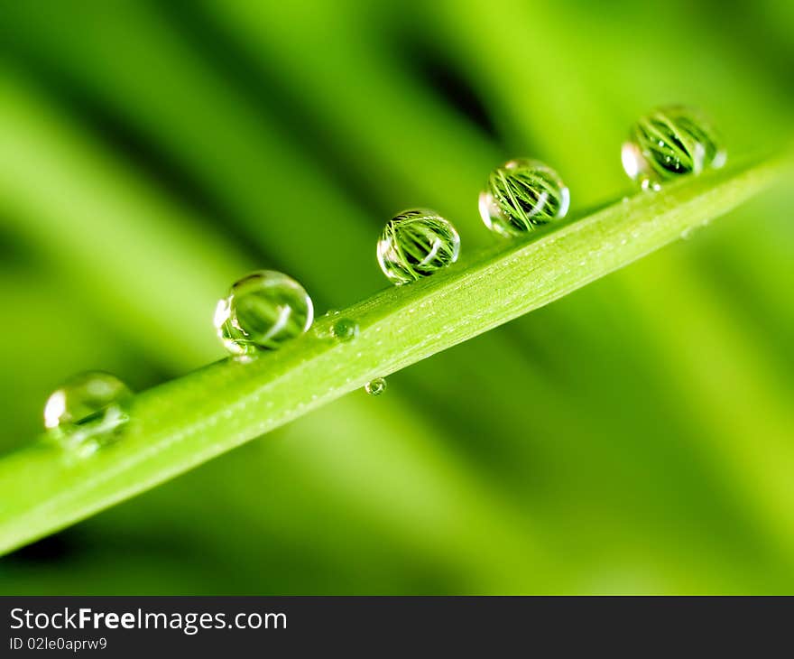 Dew on green blade grass. Dew on green blade grass.