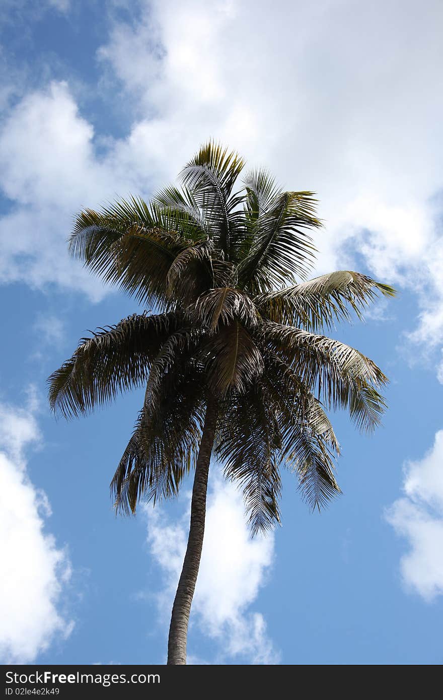 Palm tree on the shore of key west florida.