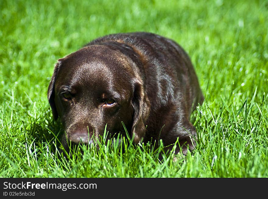 Labrador Resting in Grass