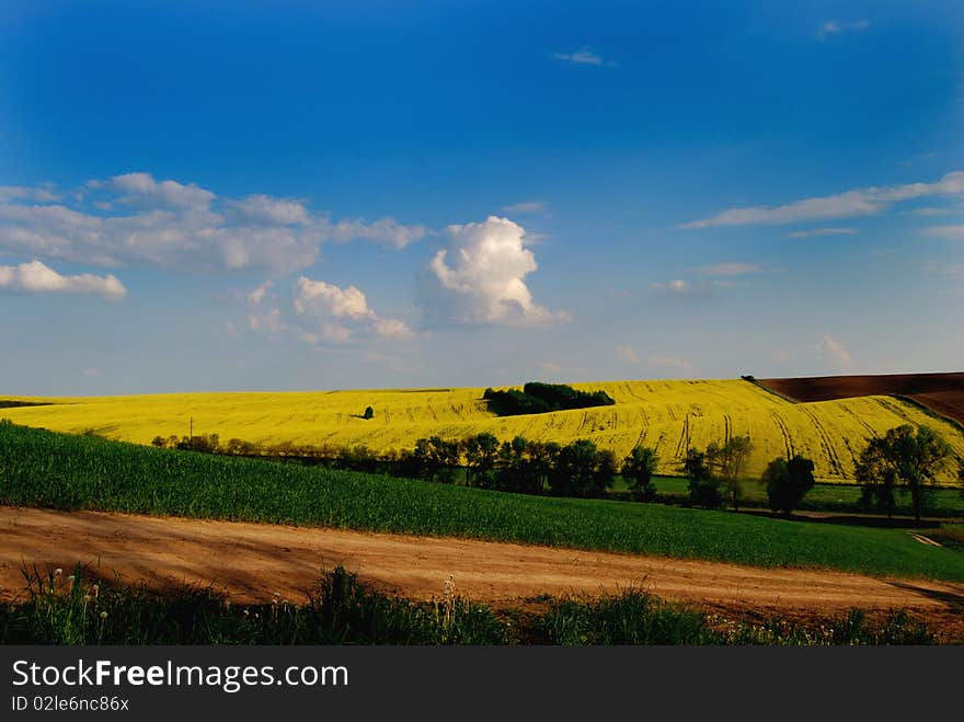 Landscape with corn fields of wheat and canola. Landscape with corn fields of wheat and canola