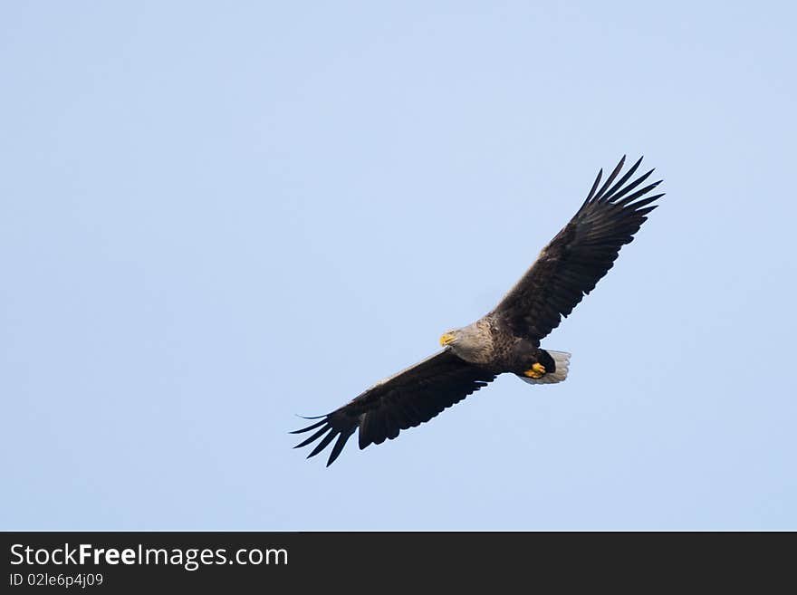 White Tailed Eagle (Haliaeetus albicilla) in flight. White Tailed Eagle (Haliaeetus albicilla) in flight