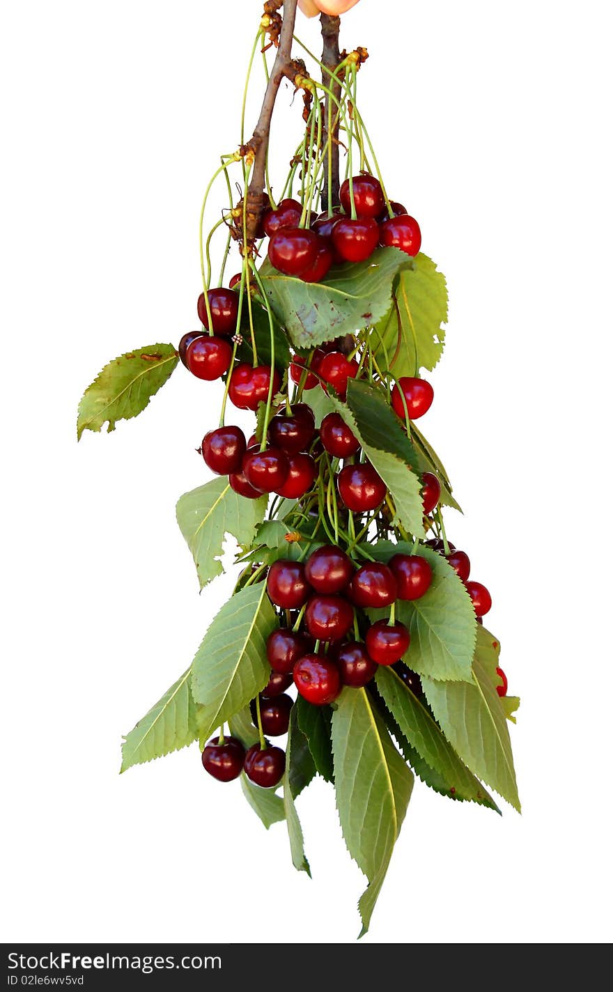 Fresh Cherries