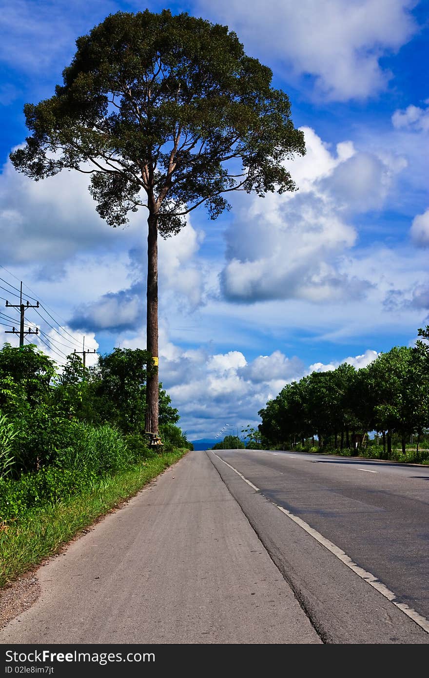 Big tree beside country road in Thailand