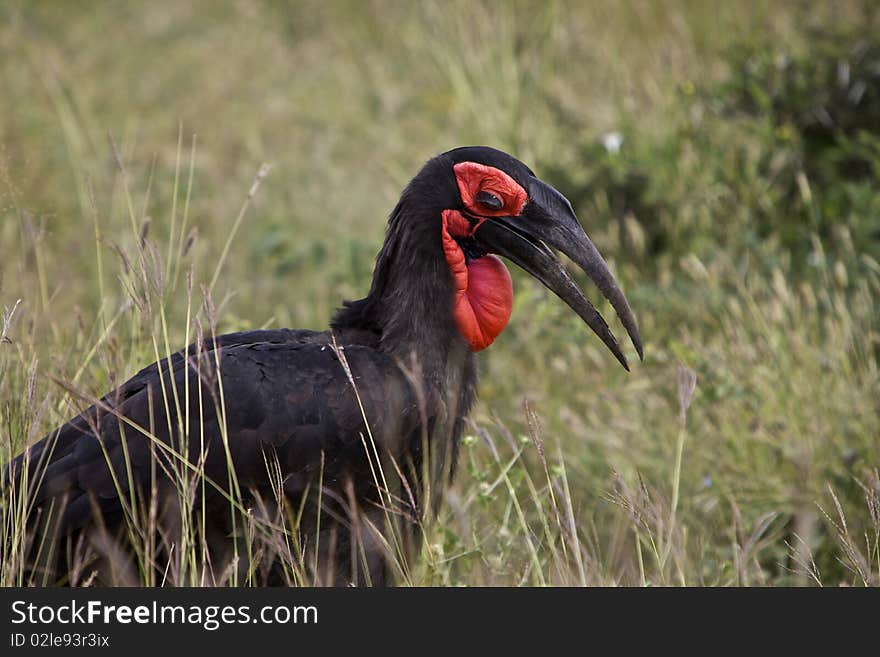 Southern Ground Hornbill; Bucorvus Leadbeateri; South Africa