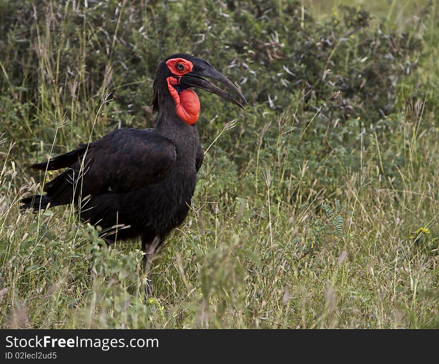 Southern Ground Hornbill; Bucorvus Leadbeateri; South Africa