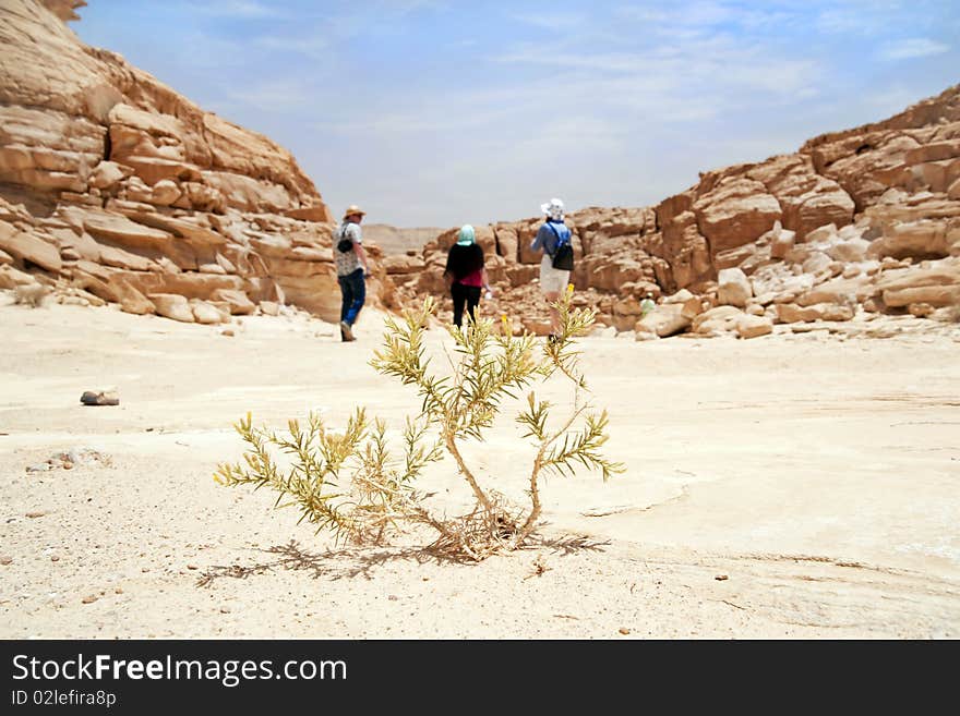 Desert and people