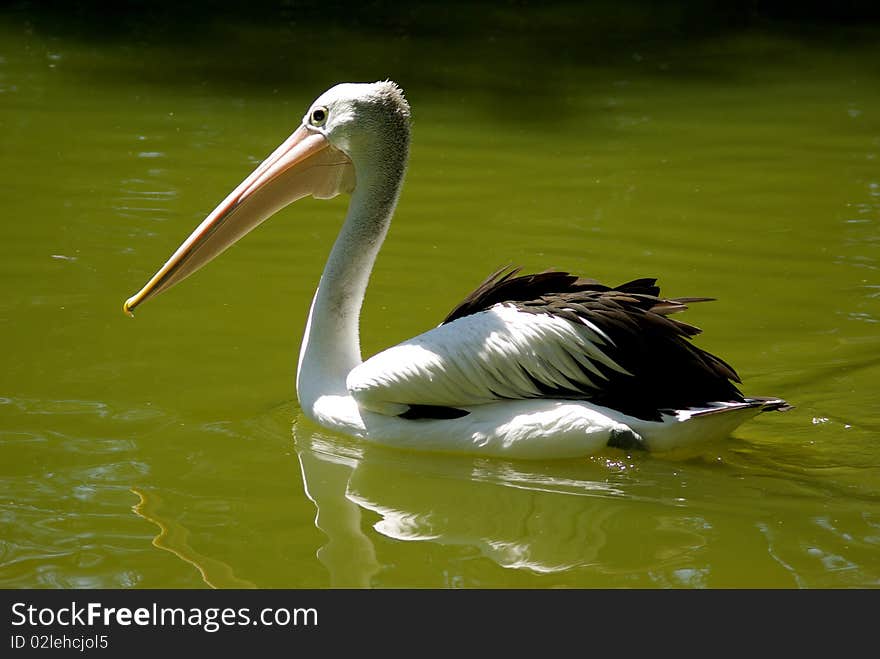 Pelican On Water