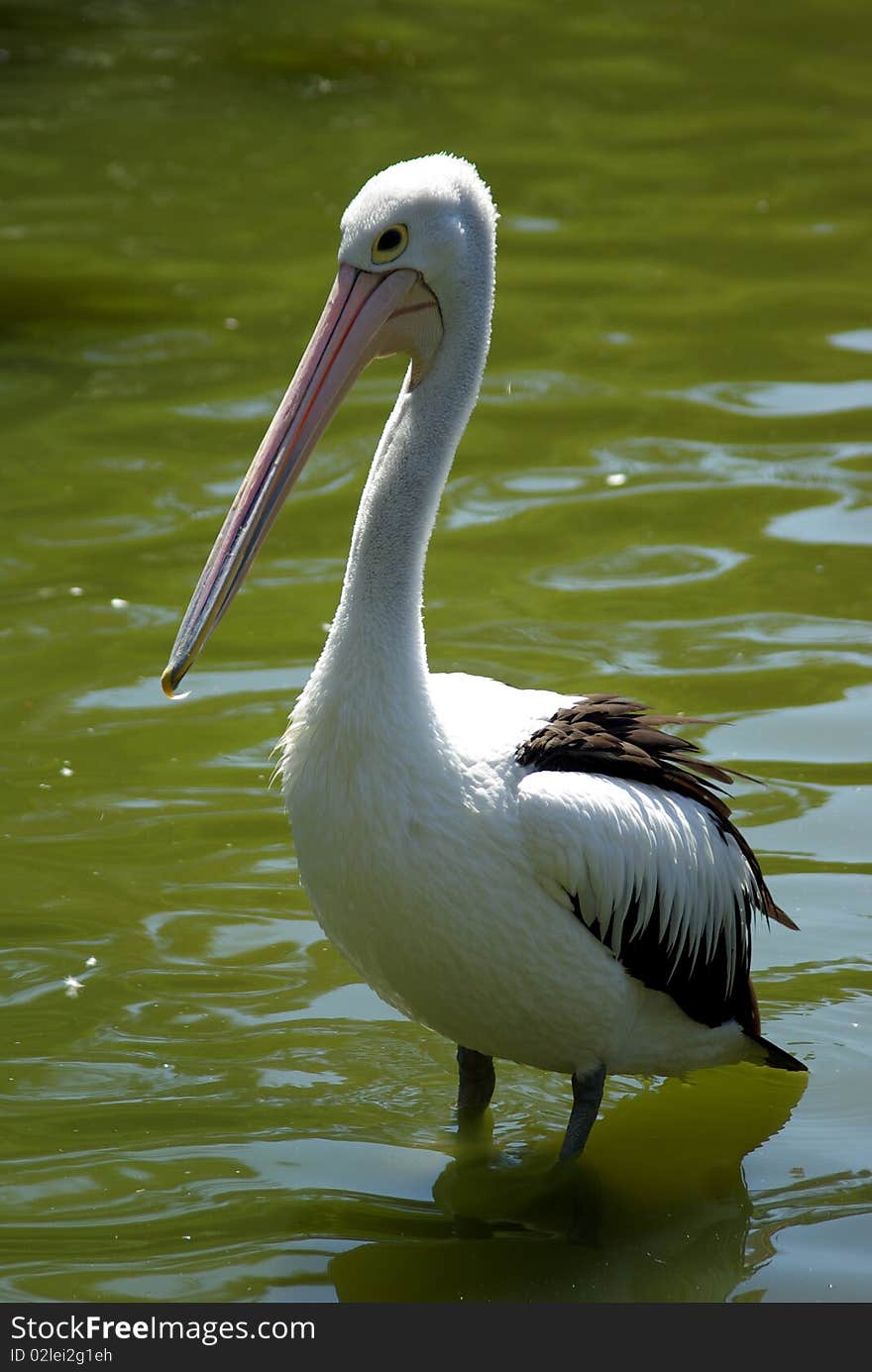 Australian pelican standing calmly in shallow green water