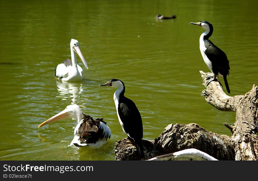 Cormorants And Pelicans On A Green Lake