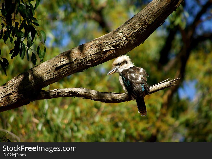 Australian Laughing Kookaburra sitting on a branch of a tree