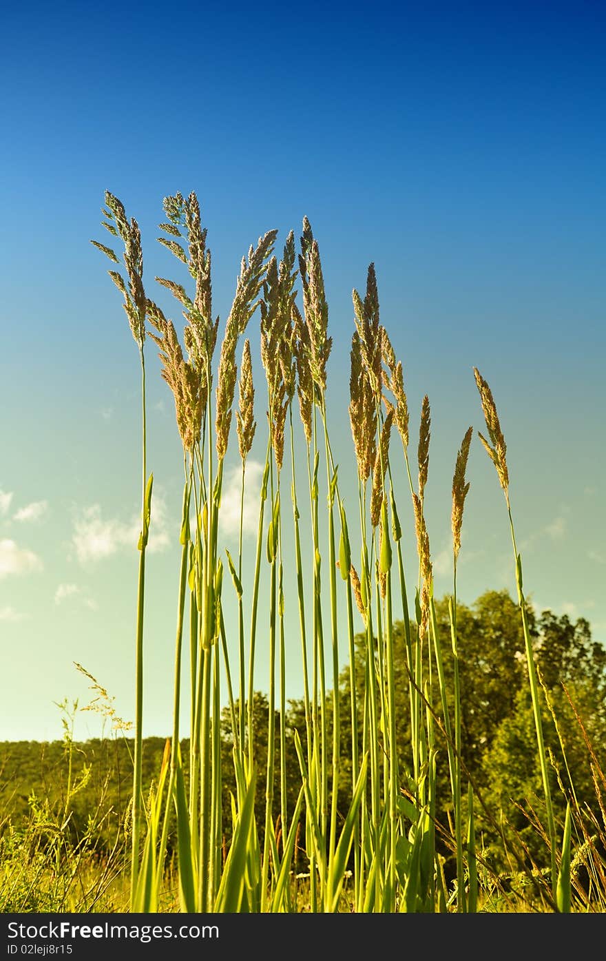 Elegant wild summer grass under the blue sky. Elegant wild summer grass under the blue sky