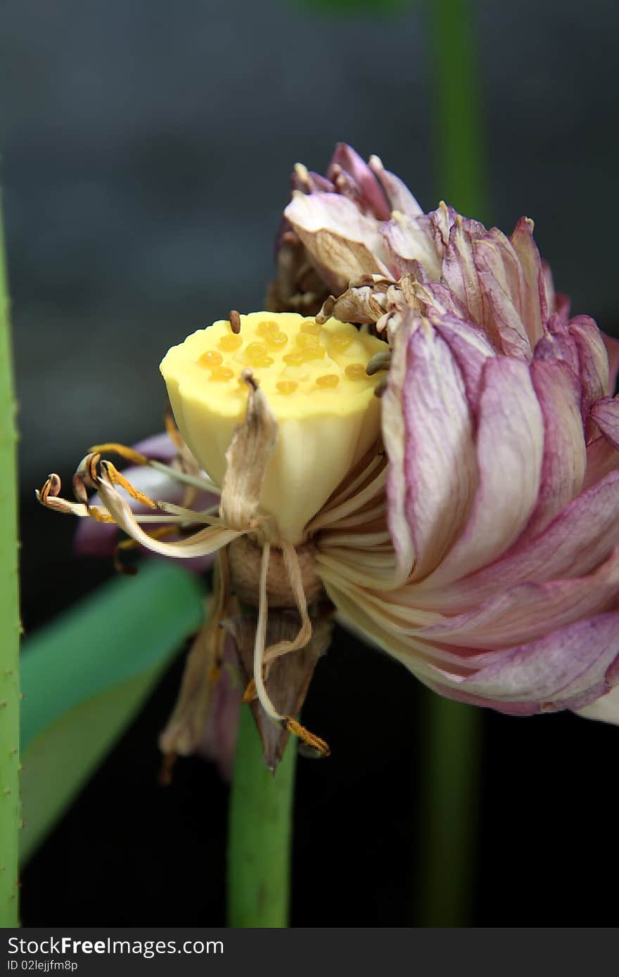 Lotus Garden is not pretty, and then sprinkle. Lotus Garden is not pretty, and then sprinkle